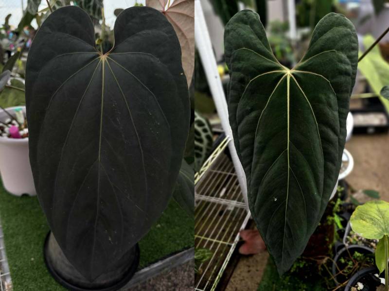 Антуриум 4G47 Anthurium ((Midnight Velvet X Sanguineum) X Antolakii) X Ralph Lynam