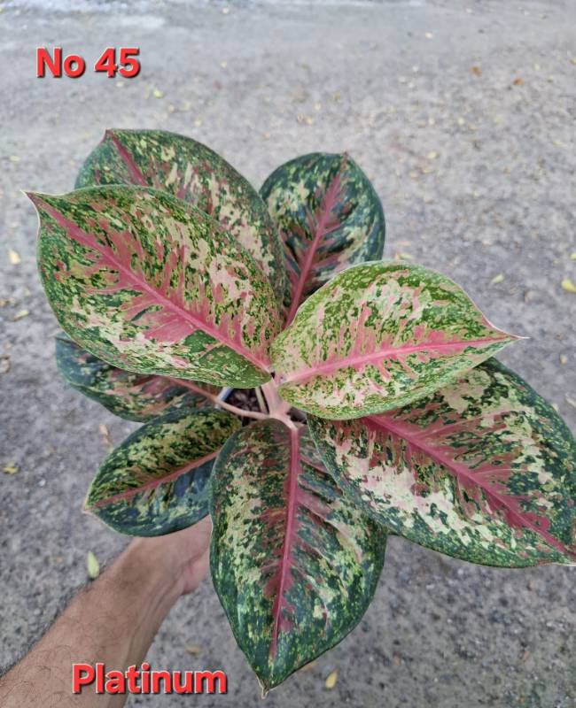 Аглаонема 45 Aglaonema Platinum