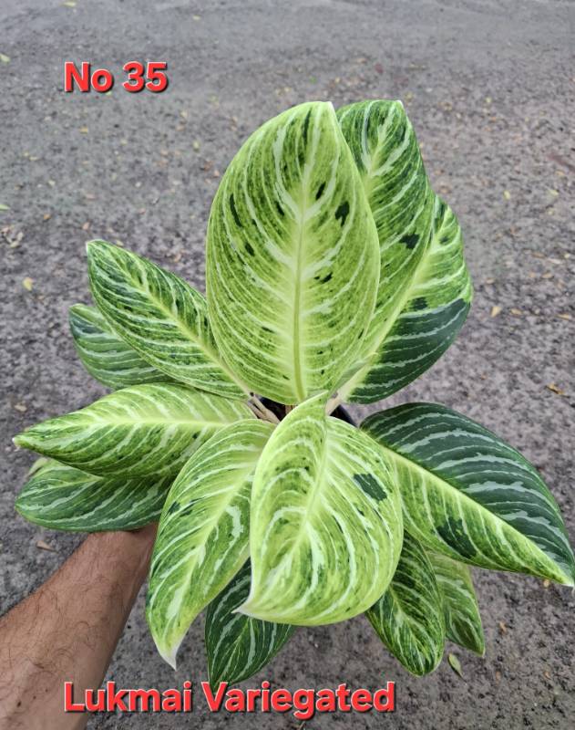 Аглаонема 35 Aglaonema Lukmai variegated