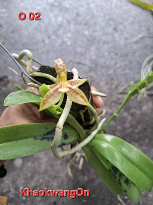 Орхидея O02 Phalaenopsis cornu-cervi