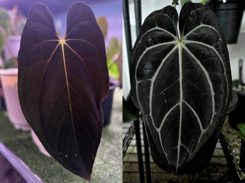 Антуриум G23 Anthurium Dark Guna yala X Carlablackiae GO1 «Super black»