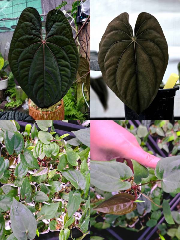 Антуриум 4G78 Anthurium RVDP X Dressleri RG