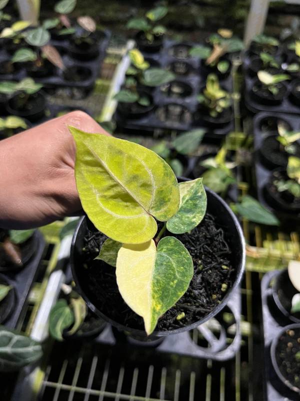 Антуриум AA06 Anthurium KOS x Magnificum variegated