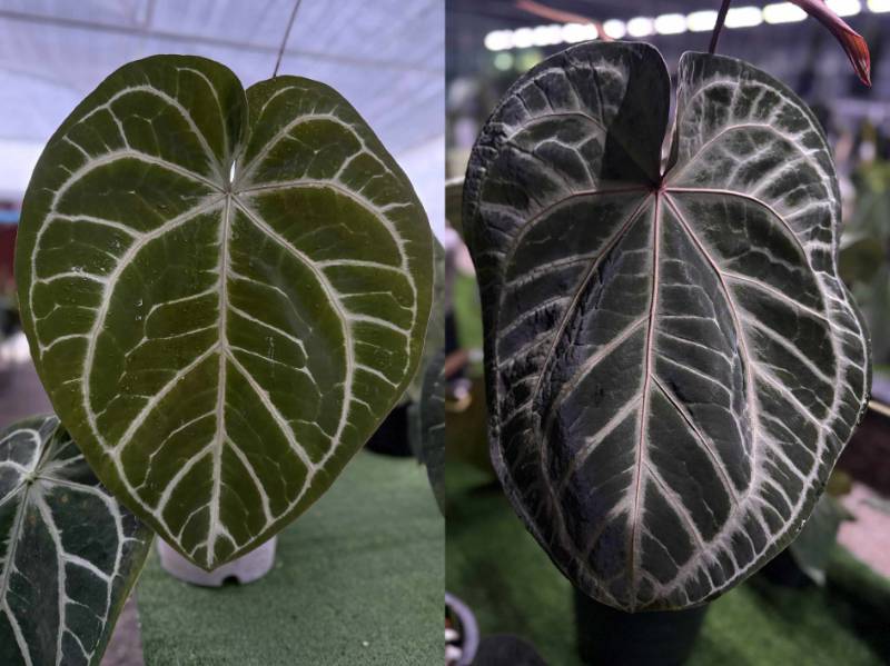 Антуриум 4G37 Anthurium SKG Siver X (Crystallinum Select Large 53 X Angela35)