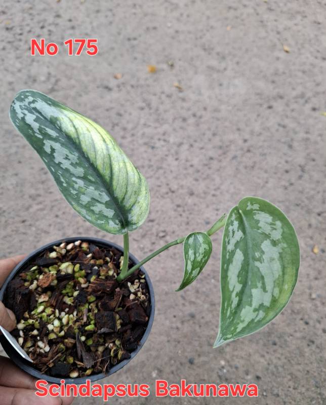 Сциндапсус 175 Scindapsus Bakunawa