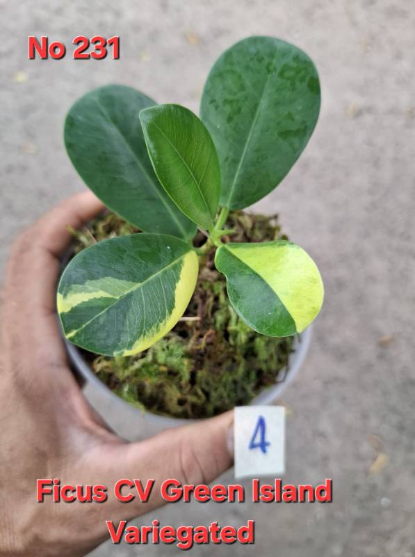 Фикус 231 Ficus cv. Green Island vaiegated
