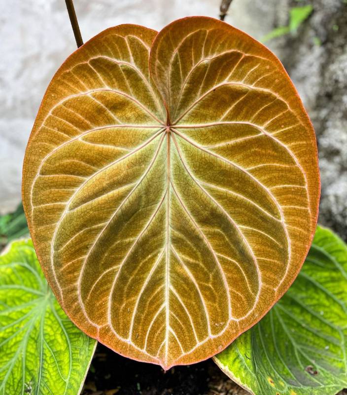 Антуриум AA04 Anthurium Golden KOS