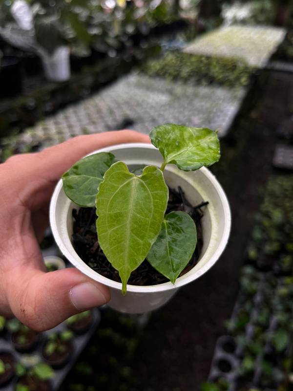 Антуриум AA16 Anthurium Boogie S