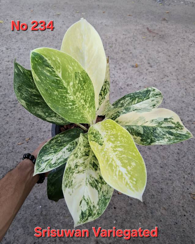 Аглаонема 234 Aglaonema Srisuwan variegated