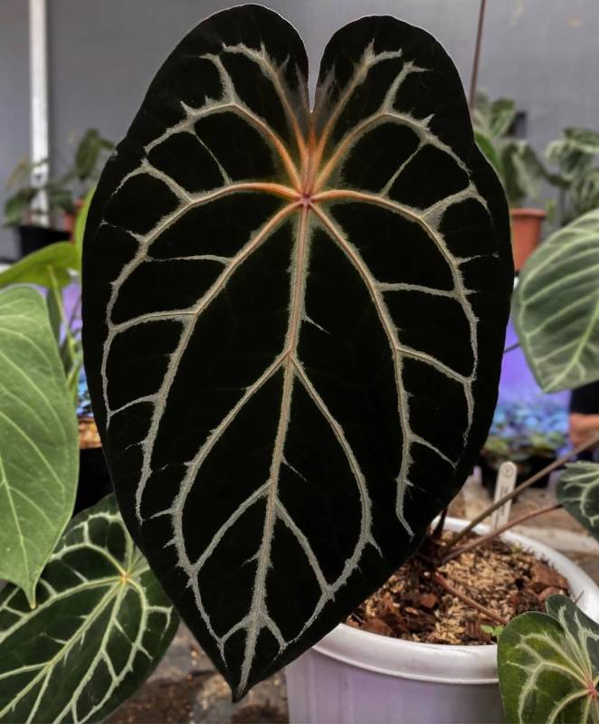Антуриум §§78 Anthurium BVIT x (Zara x Michelle)