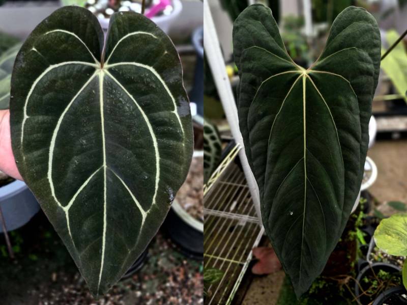 Антуриум G30 Anthurium Carlablackiae GO2 X Ralph Lynam (JV self)
