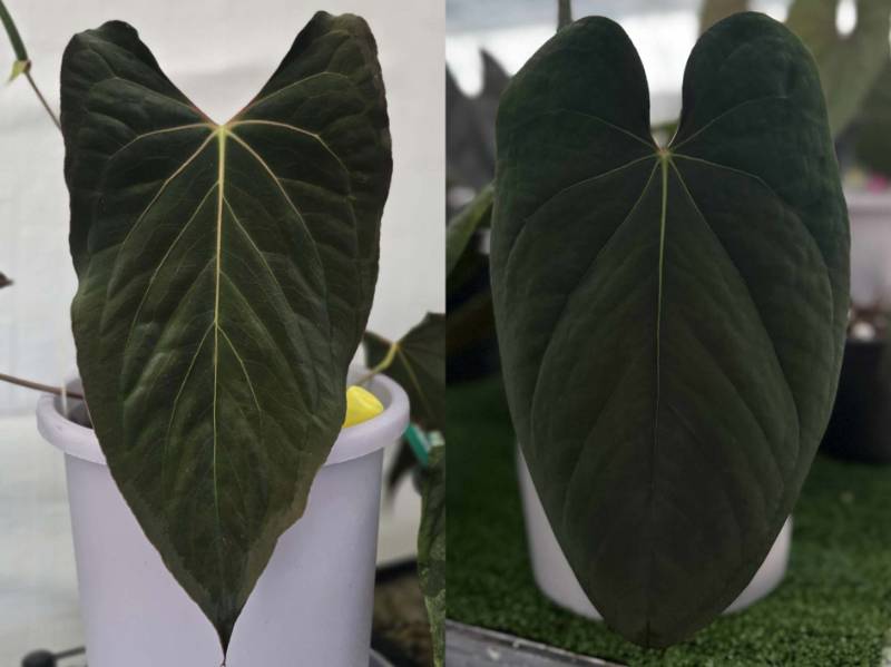 Антуриум 4G25 Anthurium Ralph Lynam X Eastern Dressleri
