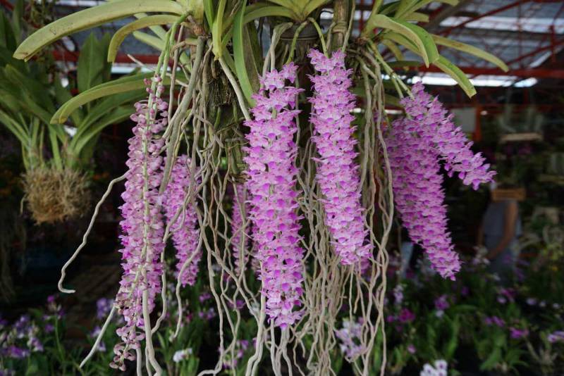 Орхидея O09 Rhynchostylis retusa