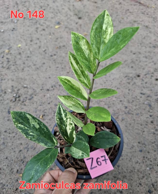 Замиокулькас 148 Zamioculcas zamifolia Z67
