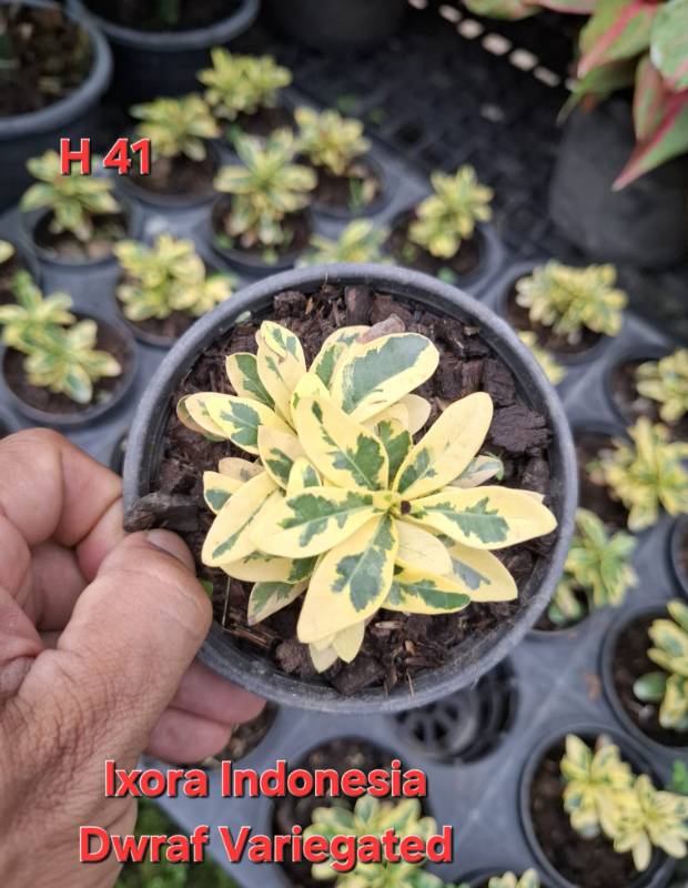 Иксора H41 Ixora Indonesia Dwarf variegated