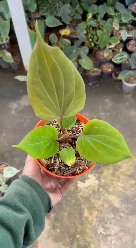 Антуриум §§44 Anthurium KOS Golden Butterfly