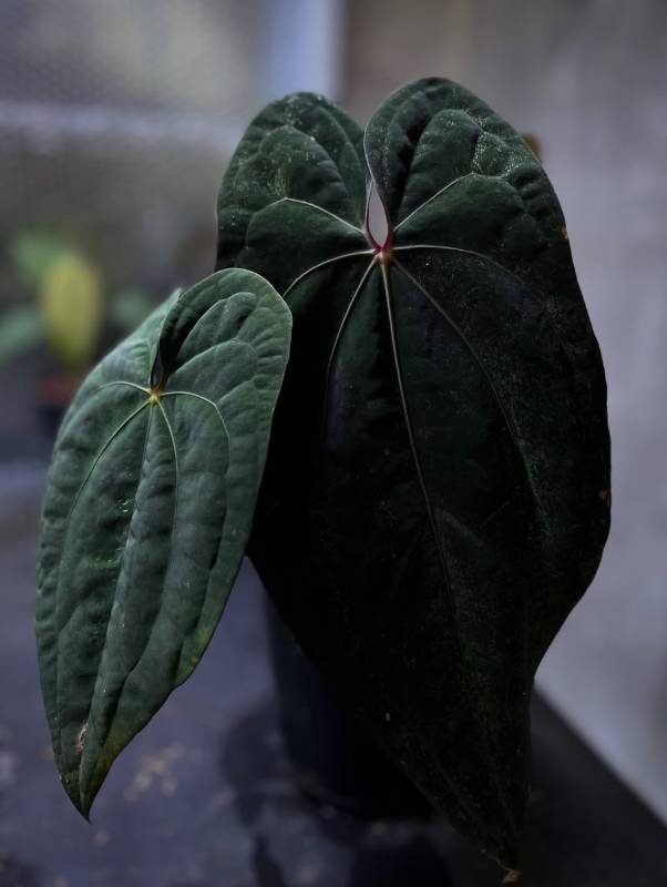 Антуриум §§89 Anthurium Red Spider X RVDP