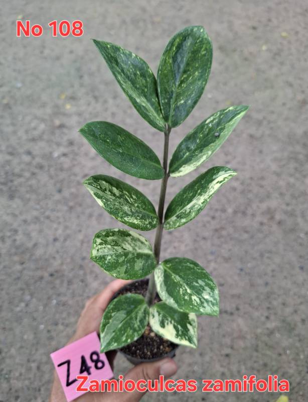 Замиокулькас 108 Zamioculcas zamifolia Z48