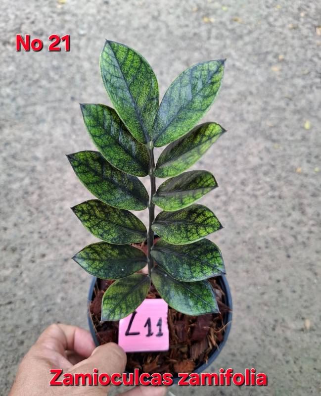 Замиокулькас 21 Zamioculcas zamifolia Z11
