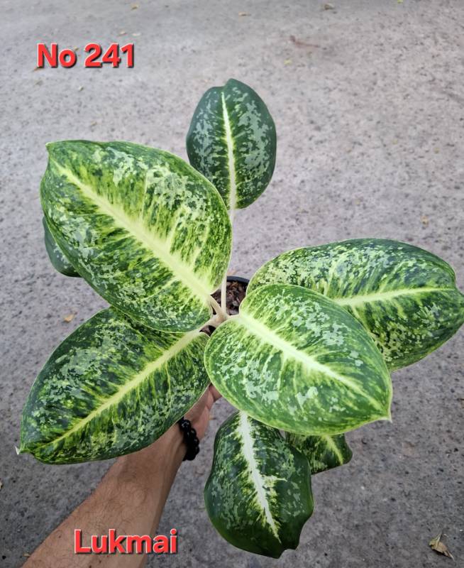 Аглаонема 241 Aglaonema Lukmai