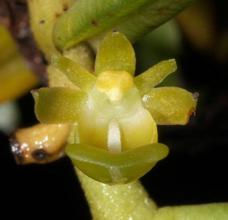 Орхидея FS01 Adenoncos parviflora