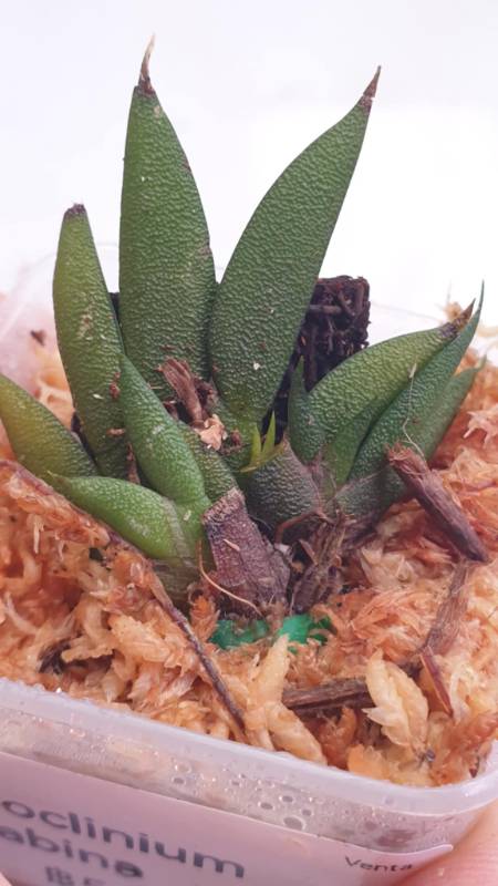 Орхидея K10 Macroclinium manabinum