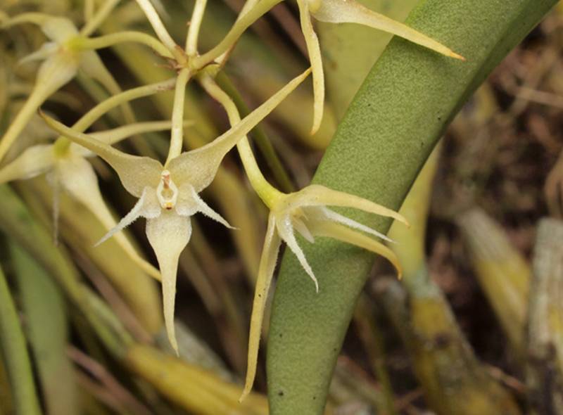 Орхидея FS25 Bulbophyllum laxiflorum