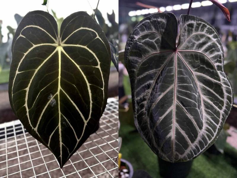 Антуриум 4G46 Anthurium Carlablackiae GO-Round 6 X (Crystallinum Select Large 53 X Angela35)