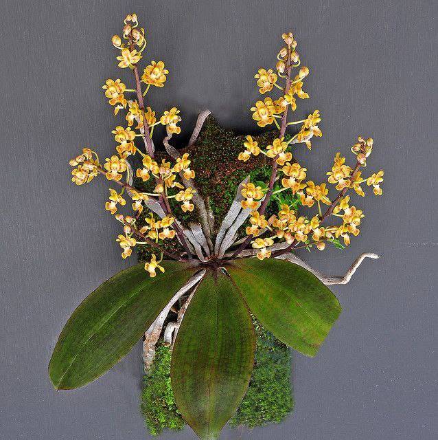Орхидея FS108 Phalaenopsis chibae