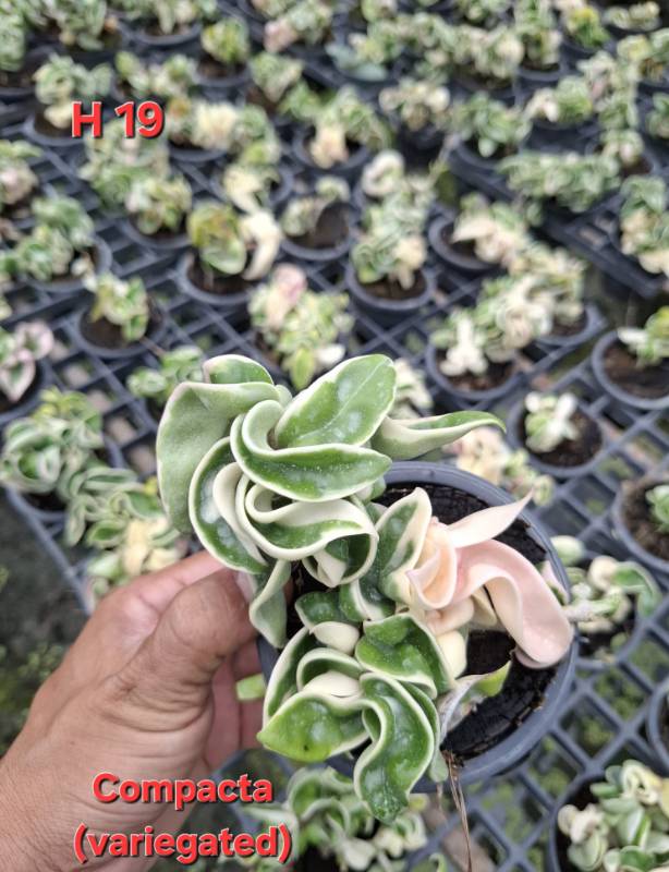 Хойя H19 Hoya carnosa compacta variegata