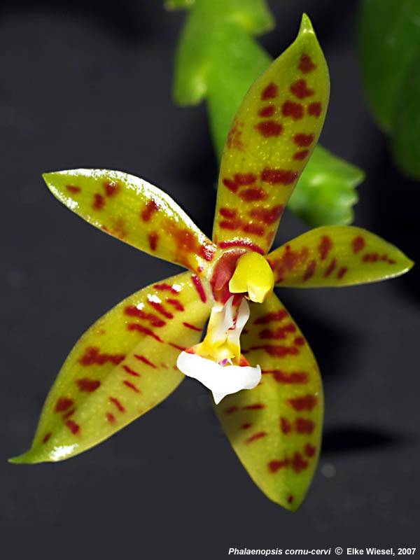 Орхидея O02 Phalaenopsis cornu-cervi