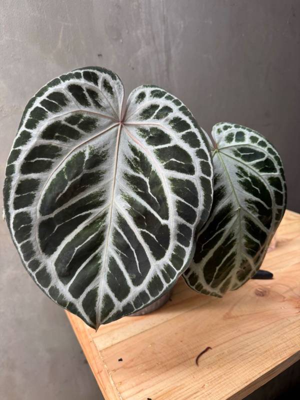 Антуриум §§80 Anthurium KOS x RC NSE Clone from Oasis