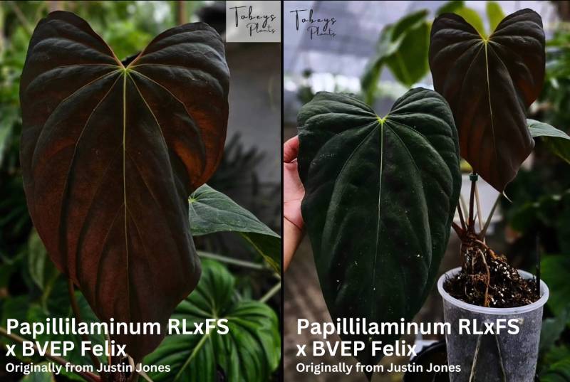 Антуриум 4T39 Anthurium (Papillilaminum RLFS X BVEP Felix) X Self