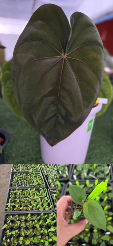 Антуриум 4G70 Anthurium Dressleri RG X Self