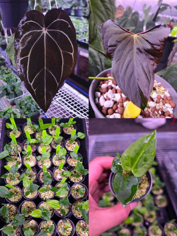 Антуриум 4G86 Anthurium Carlablackiae GO2 X Ralph Lynam Dwane