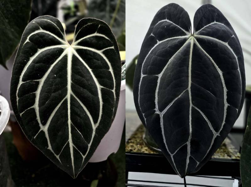 Антуриум G57 Anthurium Carlablackiae (TS2 X TS1) X Carlablackiae GO1