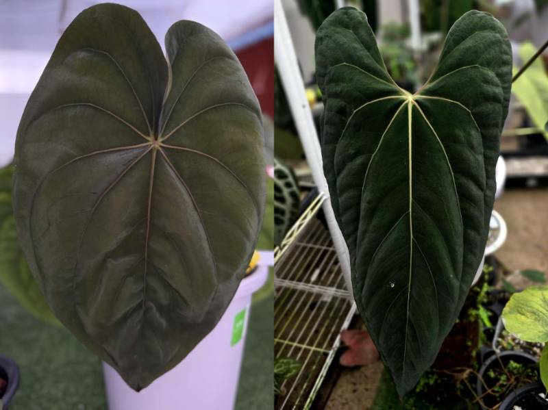 Антуриум 4G14 Anthurium Dressleri RG X Ralph Lynam Jv Self