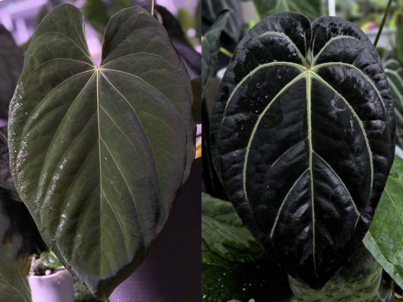 Антуриум G56 Anthurium Antolakii Scott Cohen X (Carlablackie X AOS)