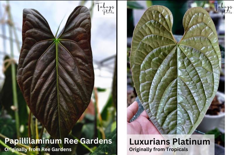 Антуриум TP21 Anthurium Papillilaminum Ree Gardens X Luxurians Platinum