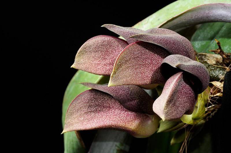 Орхидея FS35 Bulbophyllum orthosepalum