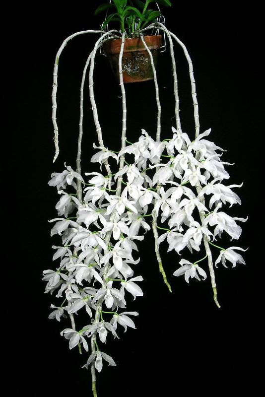 Орхидея FS126 Dendrobium anosmum var. alba