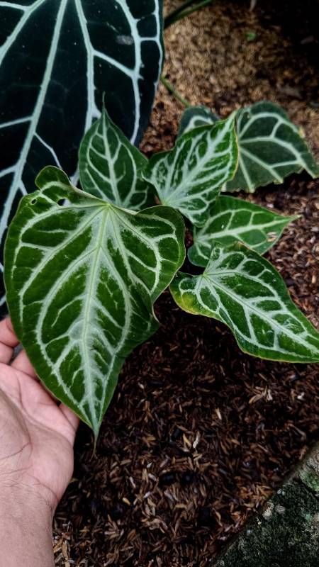 Антуриум AA17 Anthurium Boogie L