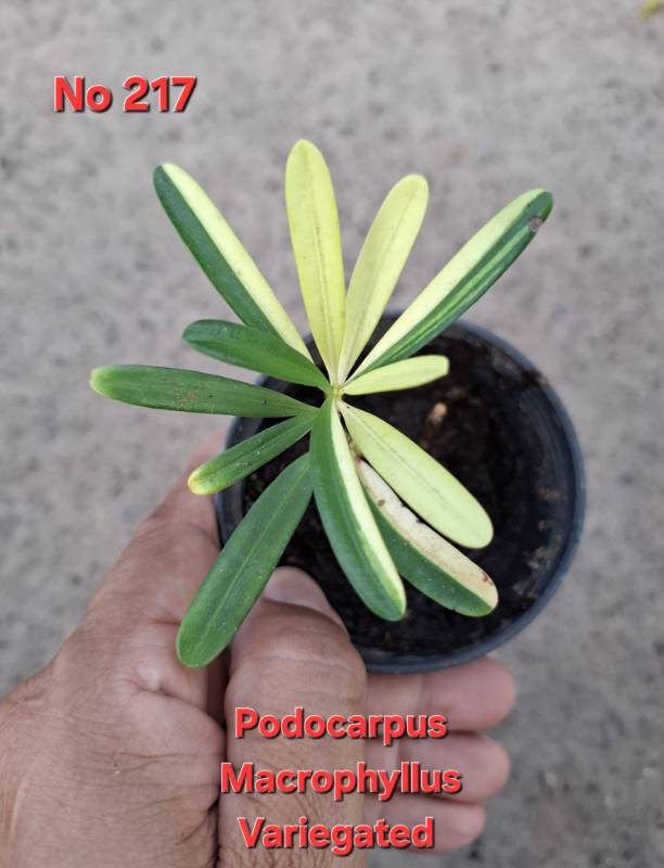 Подокарпус 217 Podocarpus macrophyllus variegated