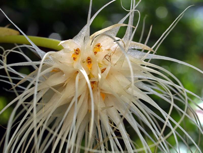 Орхидея FS30 Bulbophyllum medusae