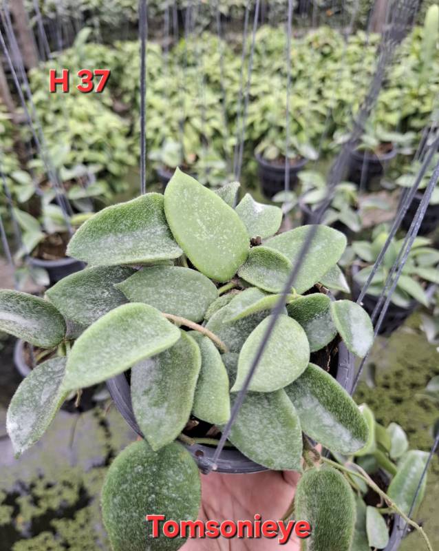 Хойя H37 Hoya thomsonii