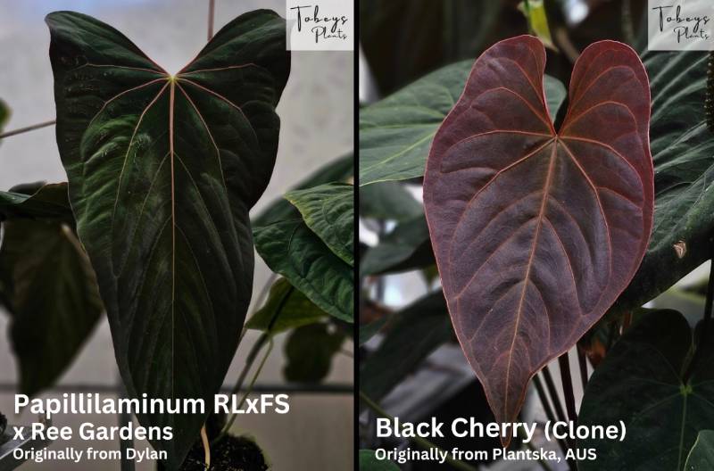 Антуриум 4T05 Anthurium (Papillilaminum RLXFS X RG) X Black Cherry