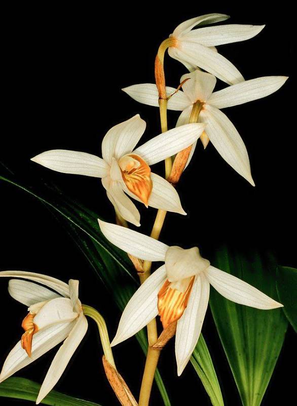 Орхидея FS52 Coelogyne pachystachya