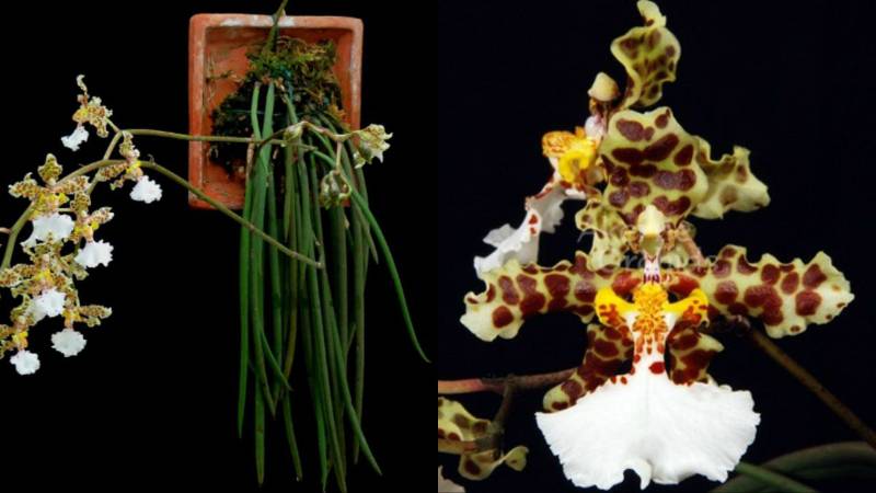 Орхидея FS104 Oncidium jonesianum