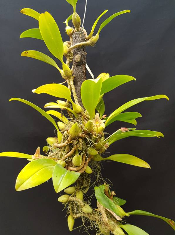 Орхидея FS34 Bulbophyllum orectopetalum