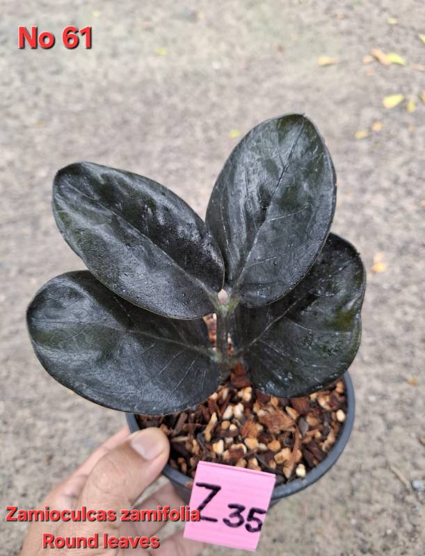 Замиокулькас 61 Zamioculcas Black Round Leaves Z35